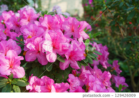 Blooming pink japan Azalea Ericaceae flowers, rhododendron flower macro, background Blooming pink japan Azalea Ericaceae flowers, rhododendron flower macro, background 129426009