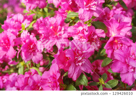 Blooming pink japan Azalea Ericaceae flowers, rhododendron flower macro, background Blooming pink japan Azalea Ericaceae flowers, rhododendron flower macro, background 129426010