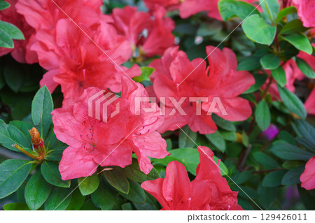 Red japan Azalea Ericaceae bush in full bloom, rhododendron flower macro, close up background 129426011