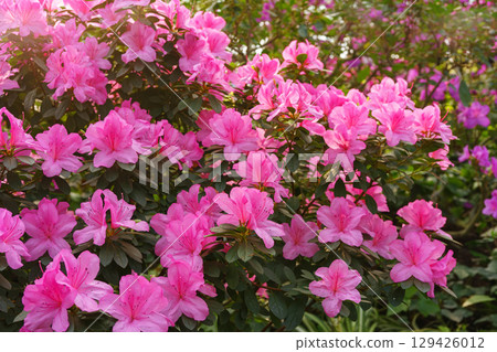 Blooming pink japan Azalea Ericaceae bush, Geisha Purple, rhododendron flower macro, background Blooming pink japan Azalea Ericaceae bush, Geisha Purple, rhododendron flower macro, background 129426012