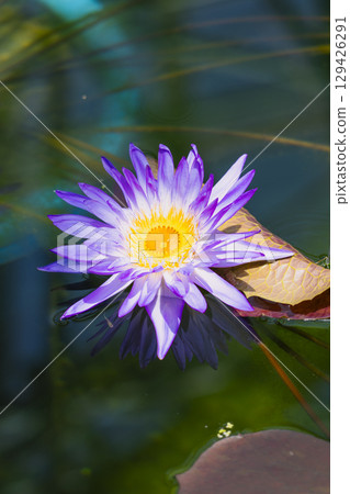 浮在水面上的睡蓮花 浮在水面上的睡蓮花 129426291