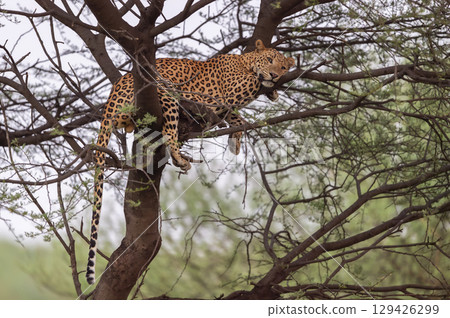 wild indian male leopard or panther or panthera pardus on tree trunk with eye contact in natural green background at jhalana forest leopard reserve jaipur rajasthan india asia wild indian male leopard or panther or panthera pardus on tree trunk with eye contact in natural green background at jhalana forest leopard reserve jaipur rajasthan india asia 129426299