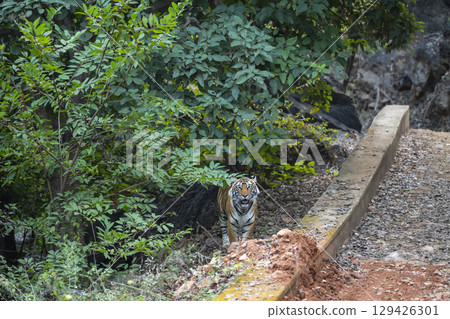 indian wild male tiger panthera tigris head on close to forest track with eye contact and natural scenic green background in winter season safari at ranthambore national park forest reserve india 129426301