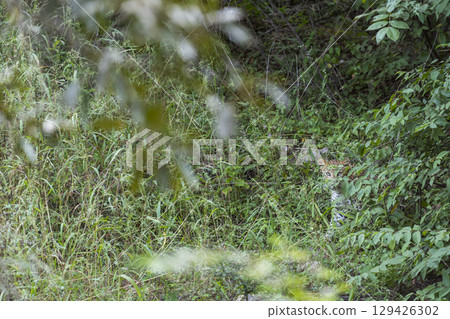 Wild shy female Indian leopard or panther or panthera pardus camouflage behind green grass tree branches leaves blend in environment in winter season safari at national park forest reserve of india 129426302