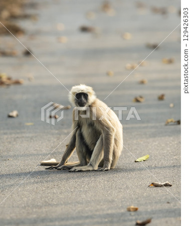Tarai gray langur or Semnopithecus hector an Old World monkey closeup or portrait sitting on tar road or safari track in forest at pilibhit national park tiger reserve uttar pradesh india asia 129426303