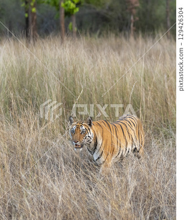 wild female bengal tiger or panthera tigris bandhavgarh national park forest reserve madhya pradesh india tigress walking in dry grassland in search of prey for hunt in winter season safari wild female bengal tiger or panthera tigris bandhavgarh national park forest reserve madhya pradesh india tigress walking in dry grassland in search of prey for hunt in winter season safari 129426304