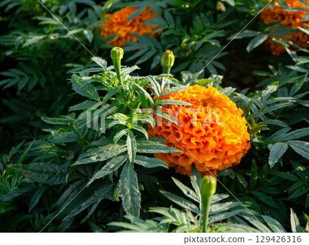 橙色萬壽菊 橙色萬壽菊 129426316