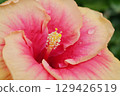 粉紅色的芙蓉 129426519