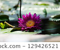 浮在水面上的睡蓮花 129426521