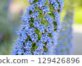 Ekium / Kandicans 129426896