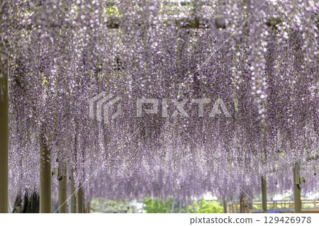 愛知縣江南市曼陀羅寺公園的紫藤節和盛開的紫藤花架 129426978