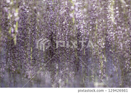 Wisteria Festival and full-blooming wisteria trellis at Mandaraji Park in Konan City, Aichi Prefecture 129426981