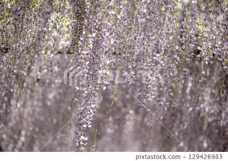 Wisteria Festival and full-blooming wisteria trellis at Mandaraji Park in Konan City, Aichi Prefecture 129426983