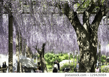 Wisteria Festival and full-blooming wisteria trellis at Mandaraji Park in Konan City, Aichi Prefecture 129426984