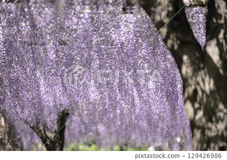 Wisteria Festival and full-blooming wisteria trellis at Mandaraji Park in Konan City, Aichi Prefecture 129426986