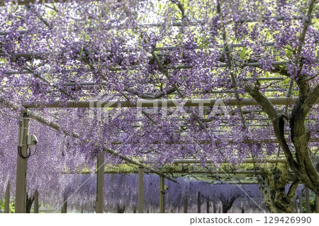 愛知縣江南市曼陀羅寺公園的紫藤節和盛開的紫藤花架 愛知縣江南市曼陀羅寺公園的紫藤節和盛開的紫藤花架 129426990