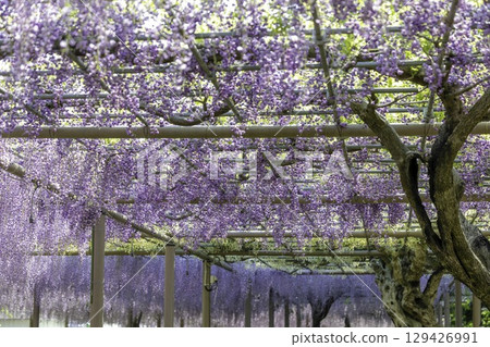 愛知縣江南市曼陀羅寺公園的紫藤節和盛開的紫藤花架 愛知縣江南市曼陀羅寺公園的紫藤節和盛開的紫藤花架 129426991