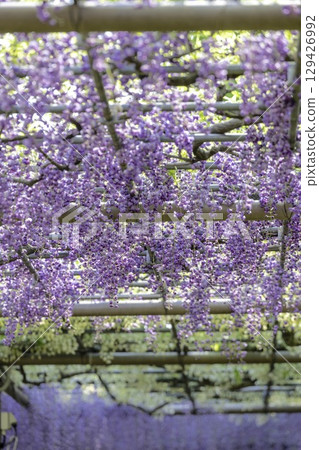 Wisteria Festival and full-blooming wisteria trellis at Mandaraji Park in Konan City, Aichi Prefecture 129426992