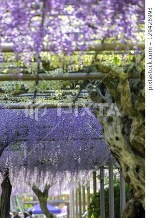 愛知縣江南市曼陀羅寺公園的紫藤節和盛開的紫藤花架 129426993