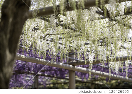 Wisteria Festival and full-blooming wisteria trellis at Mandaraji Park in Konan City, Aichi Prefecture 129426995