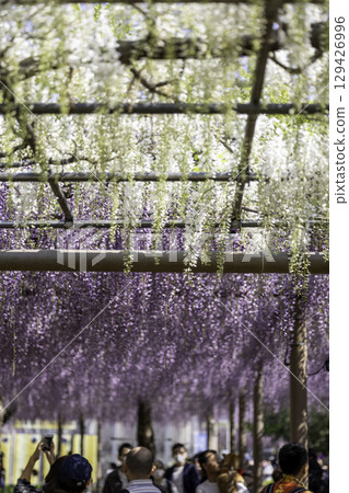 Wisteria Festival and full-blooming wisteria trellis at Mandaraji Park in Konan City, Aichi Prefecture 129426996