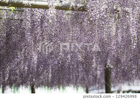 愛知縣江南市曼陀羅寺公園的紫藤節和盛開的紫藤花架 129426998