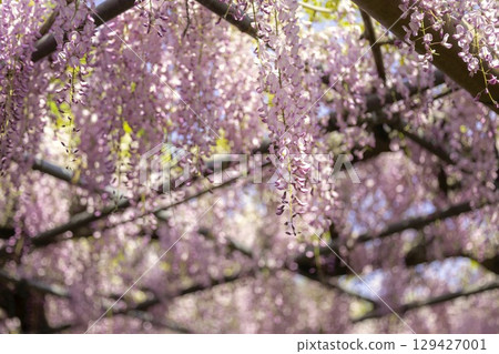 Wisteria Festival and full-blooming wisteria trellis at Mandaraji Park in Konan City, Aichi Prefecture Wisteria Festival and full-blooming wisteria trellis at Mandaraji Park in Konan City, Aichi Prefecture 129427001