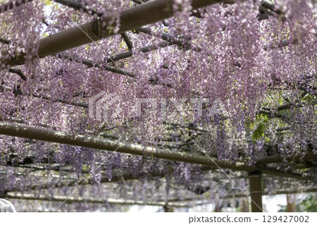 Wisteria Festival and full-blooming wisteria trellis at Mandaraji Park in Konan City, Aichi Prefecture Wisteria Festival and full-blooming wisteria trellis at Mandaraji Park in Konan City, Aichi Prefecture 129427002