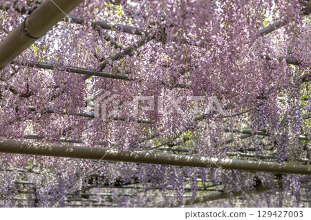 愛知縣江南市曼陀羅寺公園的紫藤節和盛開的紫藤花架 愛知縣江南市曼陀羅寺公園的紫藤節和盛開的紫藤花架 129427003