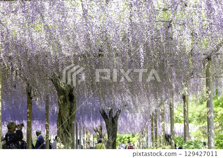 Wisteria Festival and full-blooming wisteria trellis at Mandaraji Park in Konan City, Aichi Prefecture Wisteria Festival and full-blooming wisteria trellis at Mandaraji Park in Konan City, Aichi Prefecture 129427011