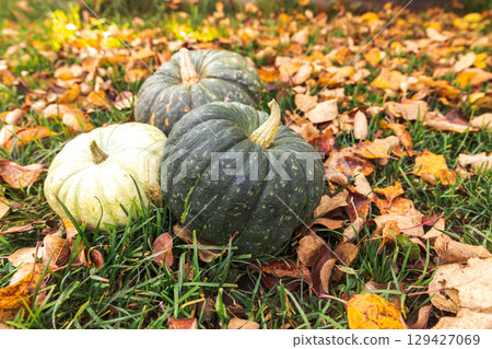 Autumnal Background. Autumn fall pumpkins on dried fall leaves garden background outdoor. October september wallpaper Change of seasons ripe organic food concept Halloween party Thanksgiving day 129427069