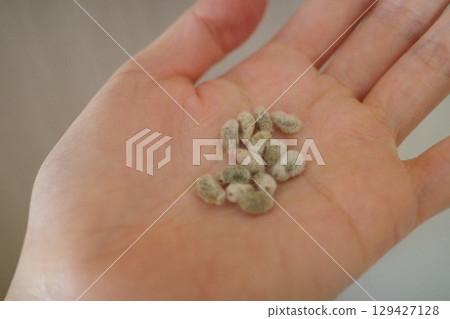 手掌裡的棉花種子 手掌裡的棉花種子 129427128