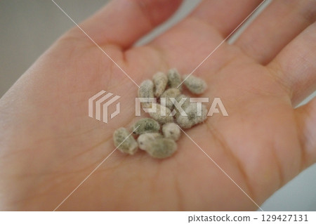 手掌裡的棉花種子 手掌裡的棉花種子 129427131