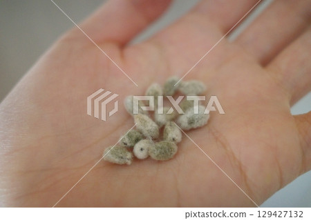 Cotton seeds in the palm of your hand 129427132