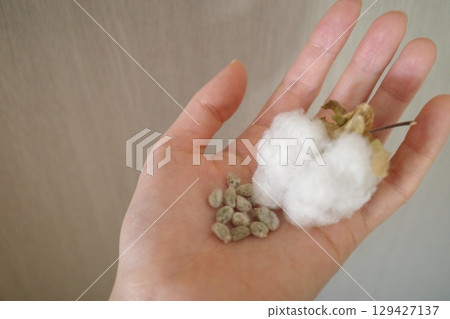 手掌裡的棉花種子 129427137