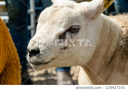 Texel sheep at the Meenacross Agricultural Show in Ireland Texel sheep at the Meenacross Agricultural Show in Ireland 129427141