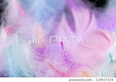colorful swan feathers colorful swan feathers 129427239