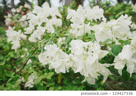 Vietnam Nha Trang Monkey Island Bougainvillea flowers 129427336