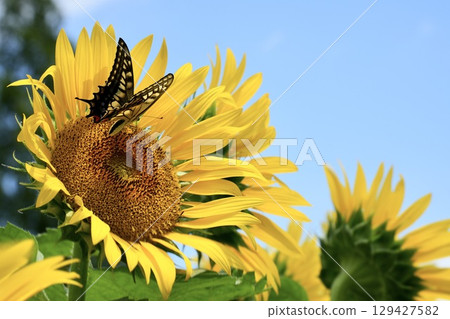 一隻美麗的燕尾蝶停在藍天下的向日葵上尋找花蜜 129427582
