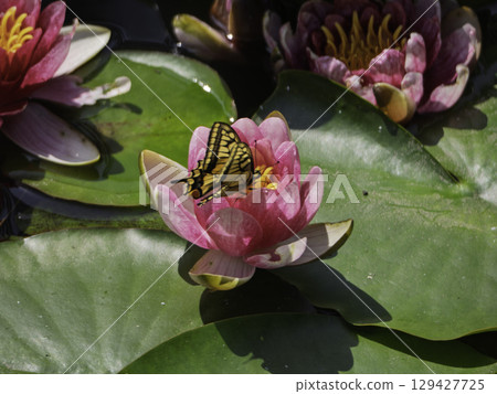 睡蓮花在雨中濕漉漉的 129427725