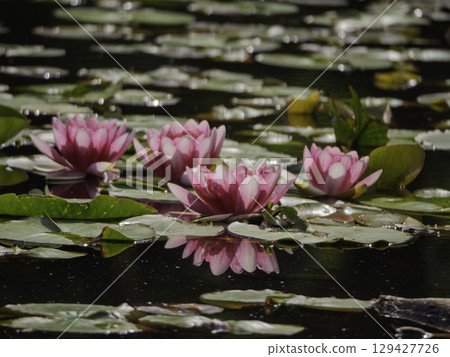 粉紅色的睡蓮漂浮在水面上 129427726