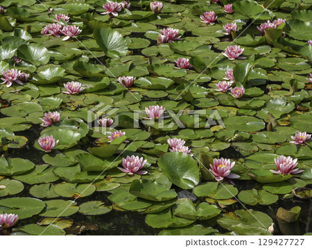 粉紅色的睡蓮漂浮在水面上 129427727