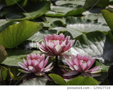 粉紅色的睡蓮漂浮在水面上 129427728