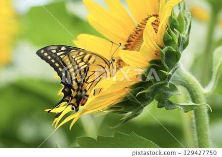 A beautiful swallowtail butterfly resting on a sunflower in search of nectar A beautiful swallowtail butterfly resting on a sunflower in search of nectar 129427750