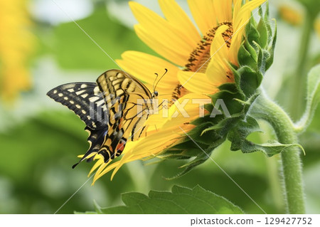 A beautiful swallowtail butterfly resting on a sunflower in search of nectar A beautiful swallowtail butterfly resting on a sunflower in search of nectar 129427752