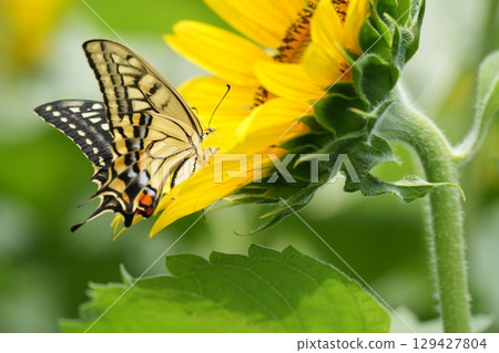 A beautiful swallowtail butterfly resting on a sunflower in search of nectar A beautiful swallowtail butterfly resting on a sunflower in search of nectar 129427804