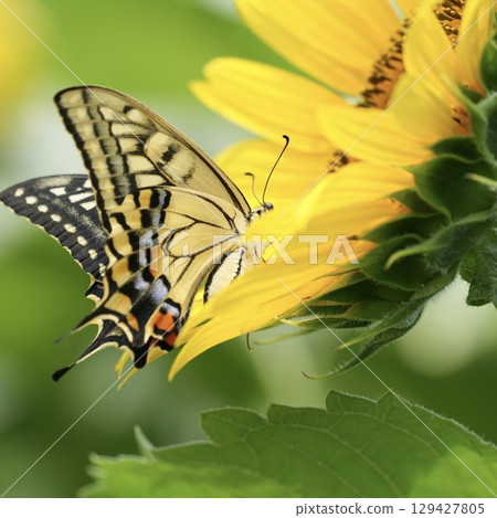 一隻美麗的燕尾蝶停在向日葵上尋找花蜜 129427805