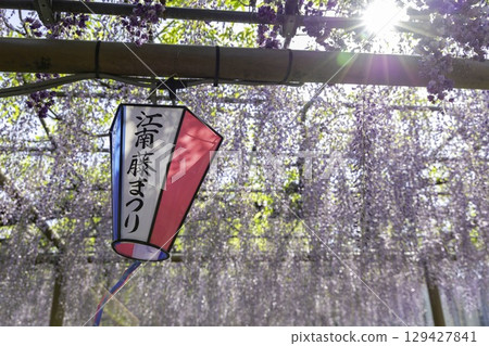 愛知縣曼陀羅寺公園甲南紫藤節和燈籠 129427841