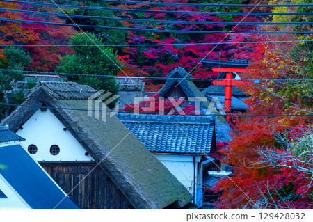 Vibrant autumn foliage in Okusaga Toriimoto Vibrant autumn foliage in Okusaga Toriimoto 129428032