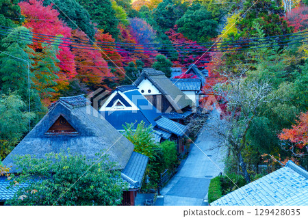 Vibrant autumn foliage in Okusaga Toriimoto 129428035